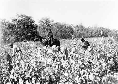 slaves picking cotton. to enforce picking quotas